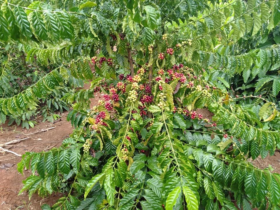 Giá nông sản ngày 18/9/2022: Cà phê và tiêu giảm mạnh